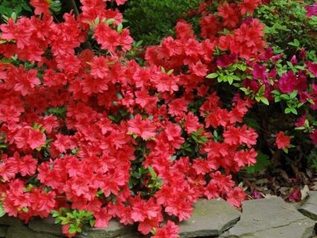 Azalea Buccaneer Shrubs Online now