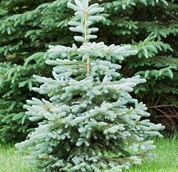 Blue Wonder Spruce Tree Supply