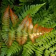 Brilliance Autumn Fern Plant Online Hot Sale