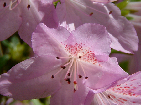 Azalea Mildred Mae Shrubs Discount