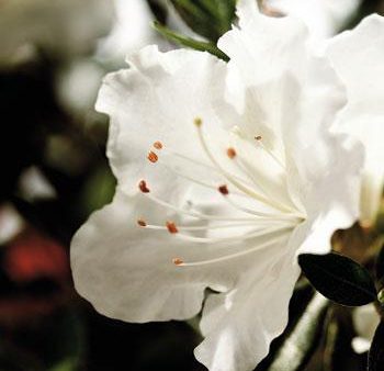 Autumn Angel Encore Azalea Online now