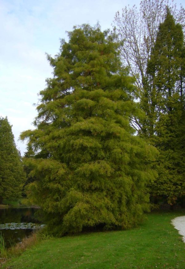 Bald Cypress Trees For Cheap