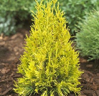 Thuja Golden Spire Online