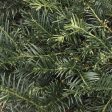 Yew Japanese Plum Duke Gardens Shrubs For Discount