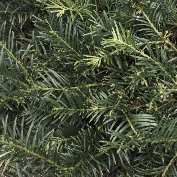 Yew Japanese Plum Duke Gardens Shrubs For Discount