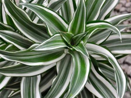 Dracaena Green Stripe Compacta Plants Online Sale