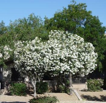 White Nerium Oleander Tree Online Sale