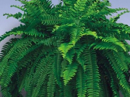 Boston Fern Plants Online Sale