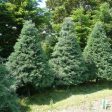 Blue Ice Cypress Discount