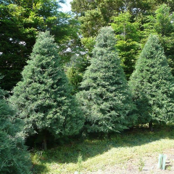 Blue Ice Cypress Discount