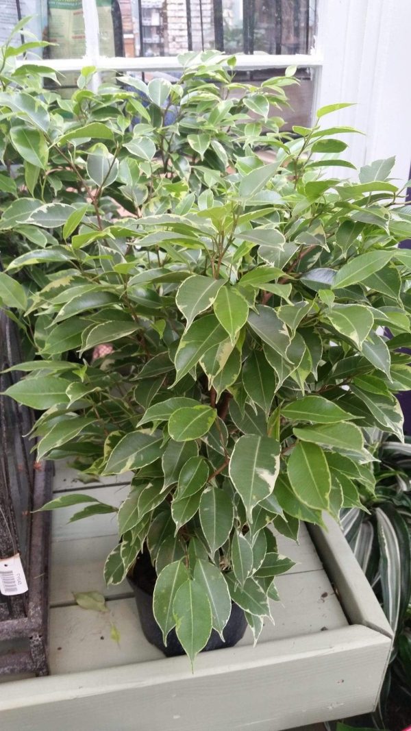 Variegated Ficus benjamina Plants on Sale