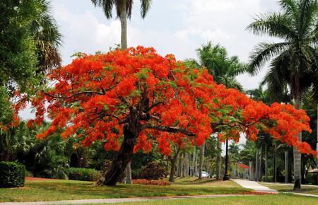 Royal Poinciana Tree on Sale