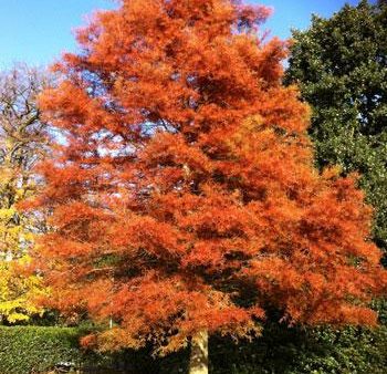 Amberglow™ Redwood Tree For Sale