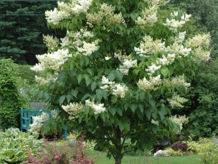 Ivory Silk Lilac Trees Hot on Sale