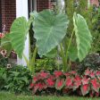 Alocasia Elephant Ear Plants Fashion