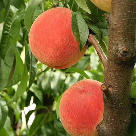 Contender Peach Tree For Sale