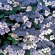 Blue Billow Hydrangea Shrubs Cheap