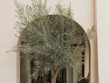 Mission Olive Tree For Sale