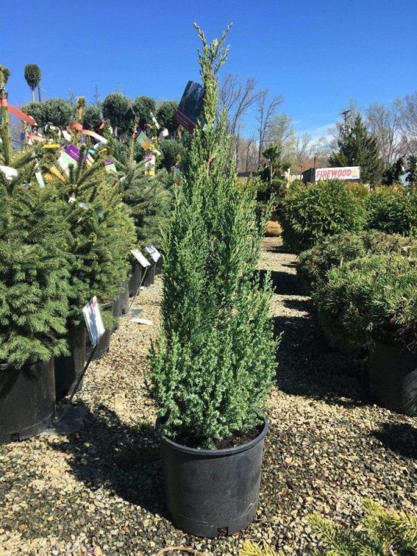 Blue Point Juniper Trees Cheap