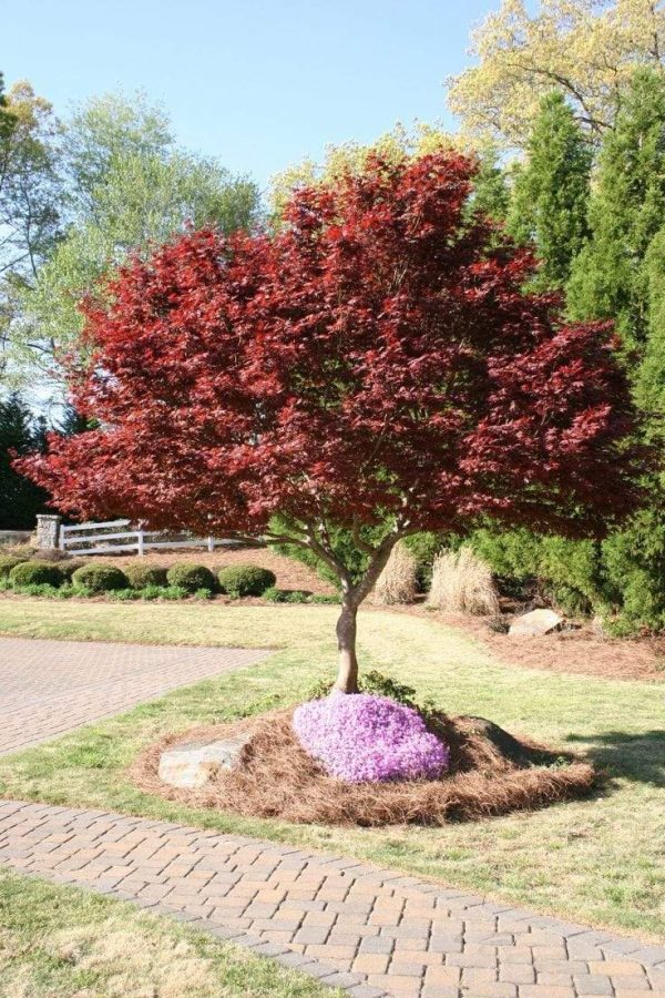 Bloodgood Japanese Maple Trees For Sale