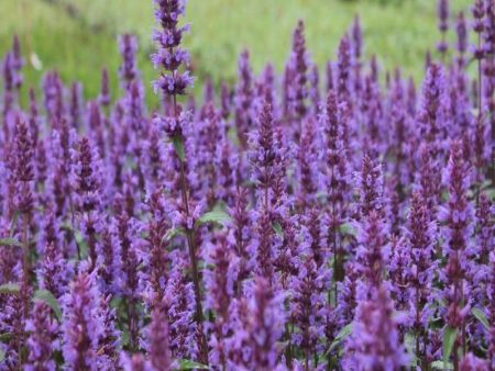 Agastache Purple Haze Online Sale