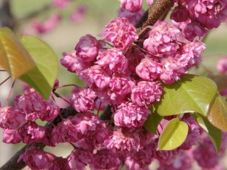 Pink Pom Pom Redbud Tree Fashion