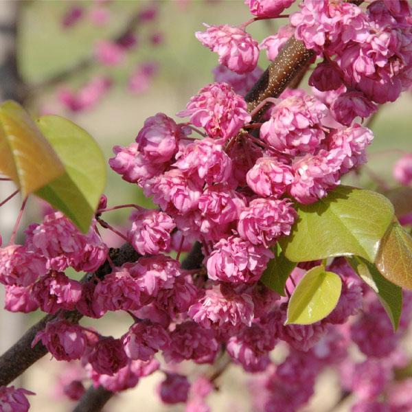 Pink Pom Pom Redbud Tree Fashion