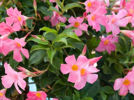 Dipladenia Plant Supply