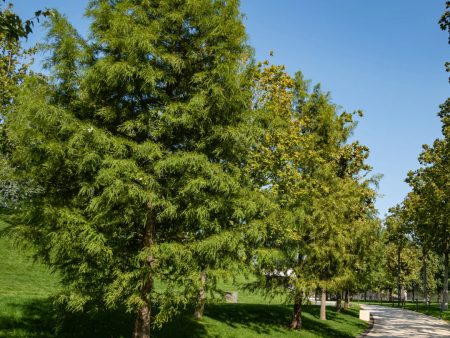 Bald Cypress Online now