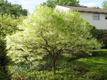 American Fringe Trees Cheap