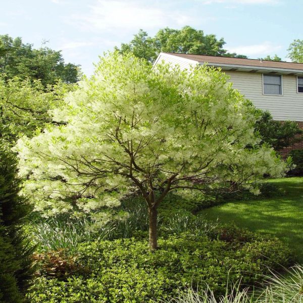 American Fringe Trees Cheap