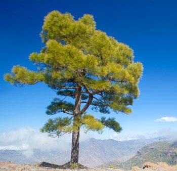 Canary Island Pine Tree For Cheap