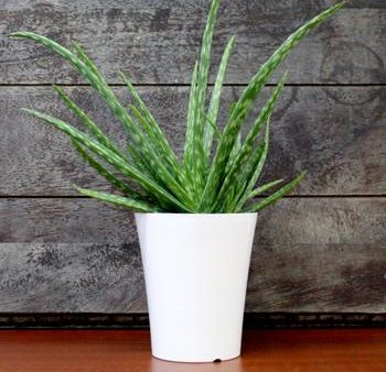 Aloe Vera Plant Online Hot Sale