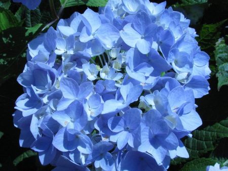 Endless Summer Hydrangea Shrubs on Sale