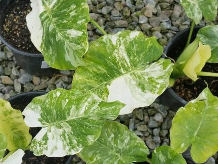 Variegated Alocasia Elephant Ear Plants Fashion