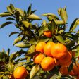 Arctic Frost Satsuma Tree Online now