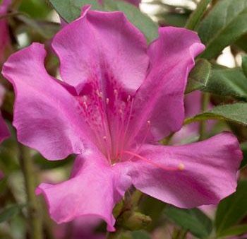 Autumn Royalty Encore Azalea Online Hot Sale