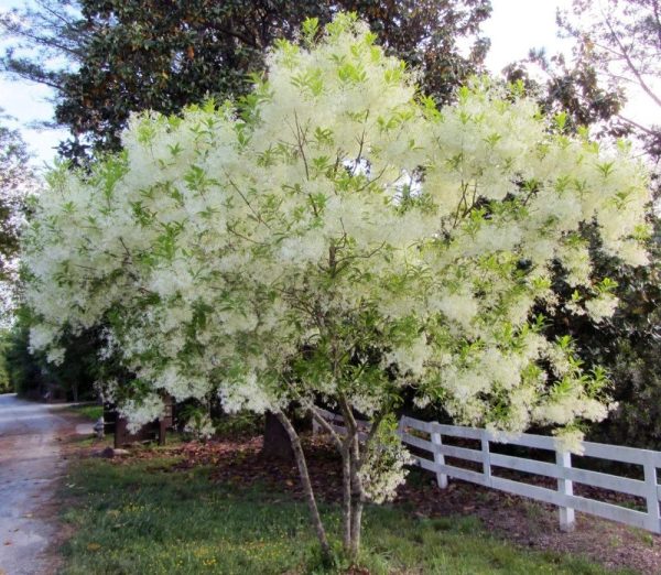 American Fringe Trees Cheap