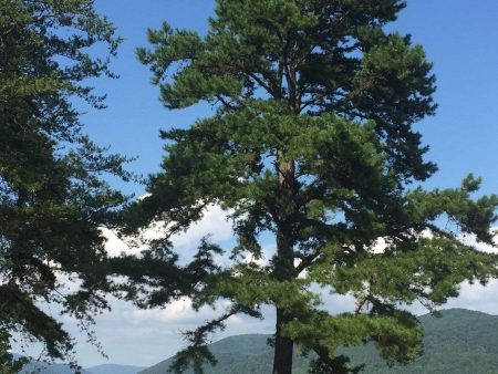 Virginia Pine Trees Online now