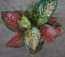 Aglaonema Red Valentine Online now