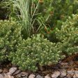 Dwarf Mugo Pine Online Hot Sale