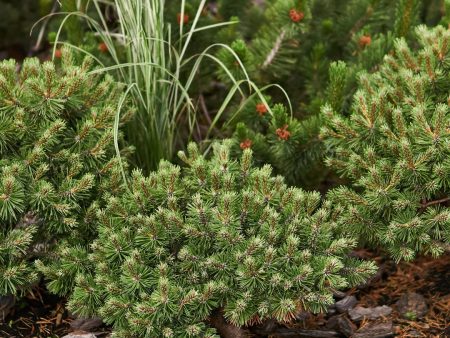 Dwarf Mugo Pine Online Hot Sale