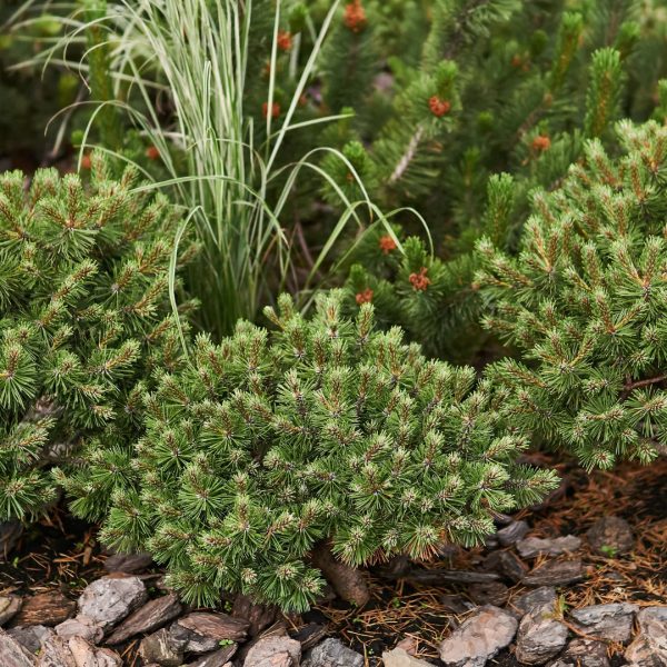 Dwarf Mugo Pine Online Hot Sale