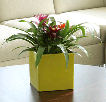 Red Bromeliad For Cheap