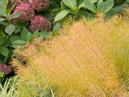 Amsonia Hubrichtii Bluestar For Cheap