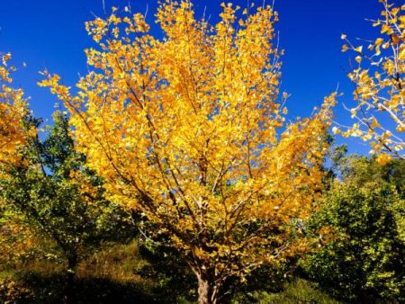 Autumn Gold Ginkgo Tree Online now