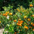 Arctic Frost Satsuma Tree Online now