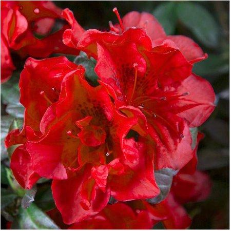 Azalea Autumn Fire Shrubs Fashion