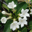 Stephanotis Trellis Discount