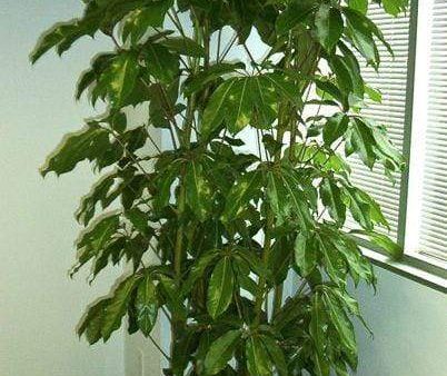 Schefflera Amate Plants on Sale